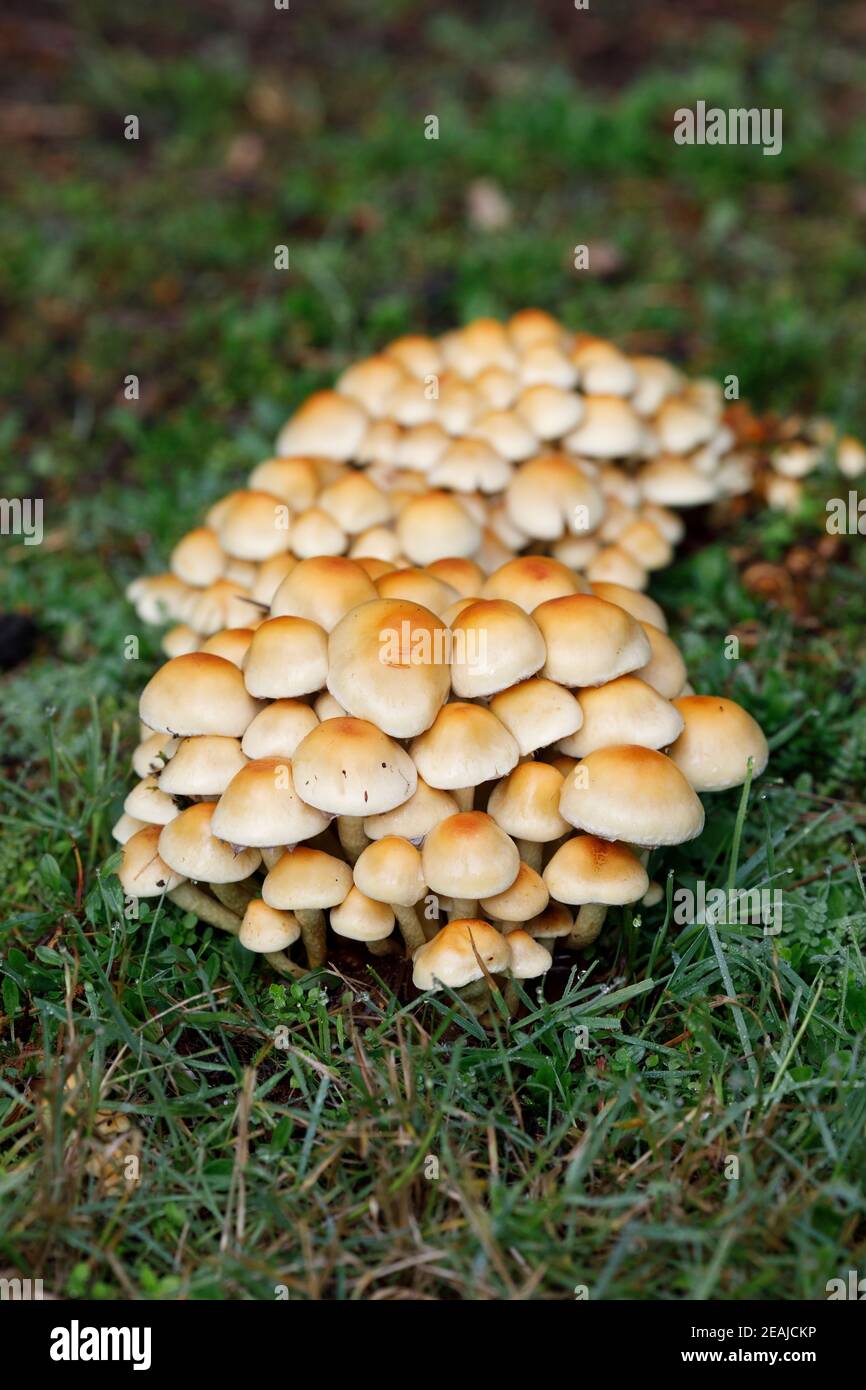 Funghi growing in the grass. Stock Photo
