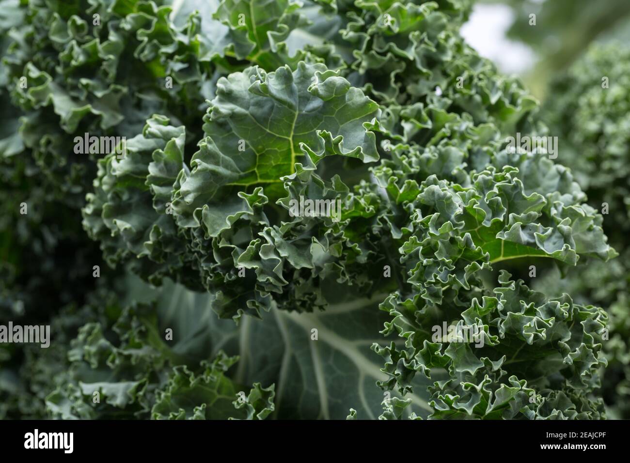 A healthy fresh curly kale Stock Photo Alamy