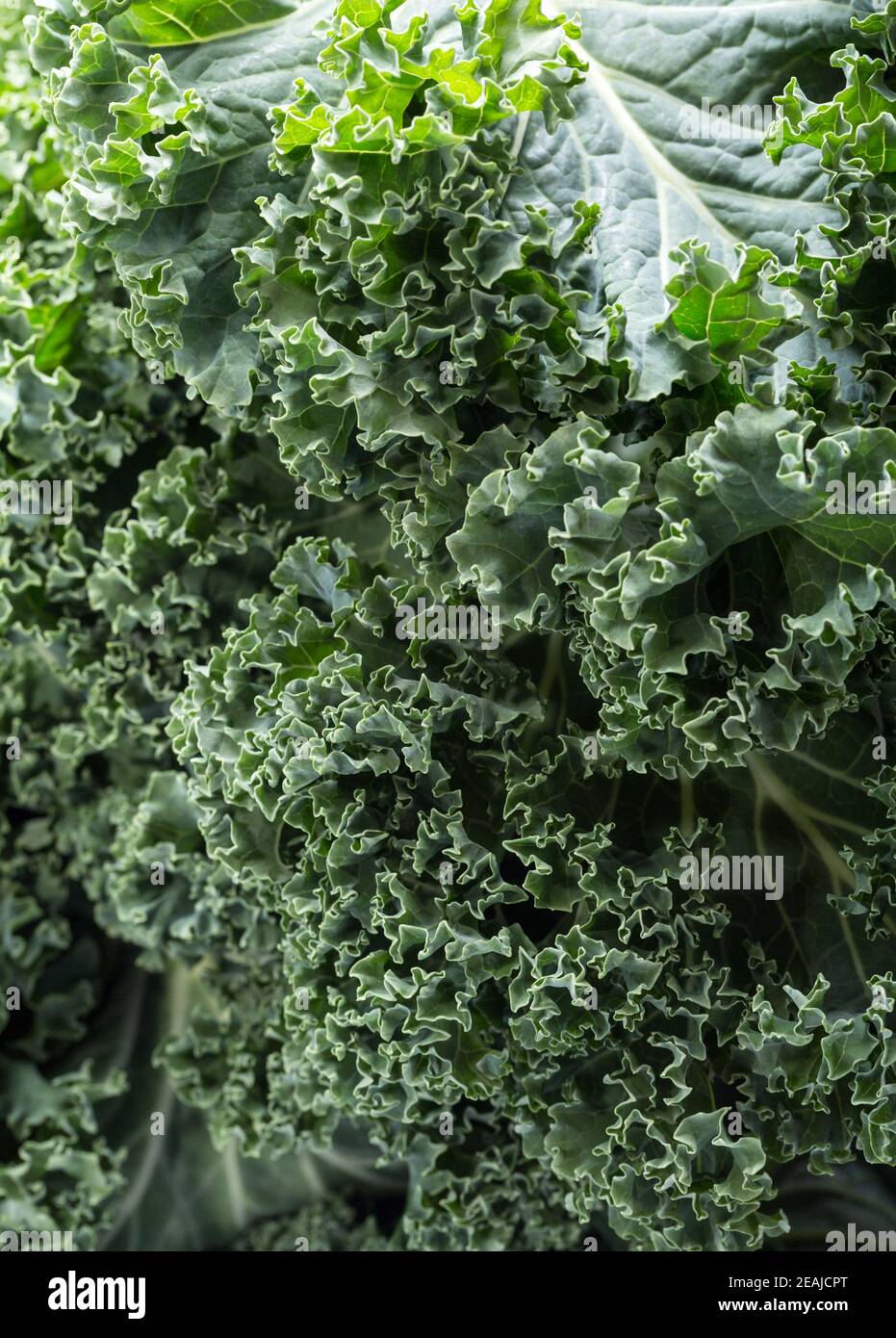 A healthy fresh curly kale Stock Photo Alamy