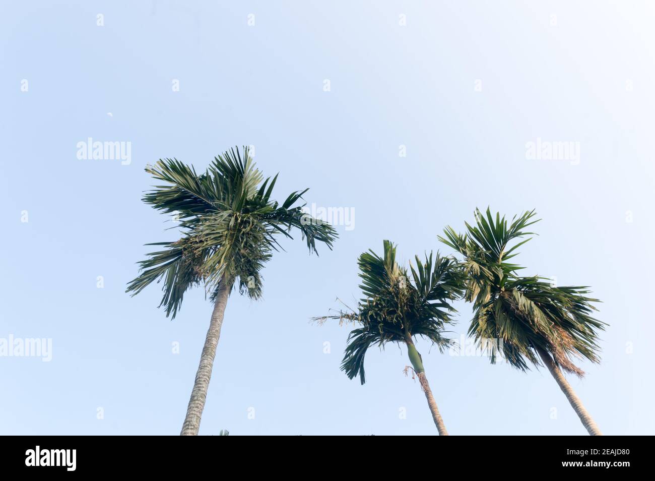 The Areca palm tree (Areca nut) against vibrant blue color sunset sky in summer illuminated by sunlight. Low angel View. Beauty in nature seasonal theme Background image. Kolkata India. Stock Photo
