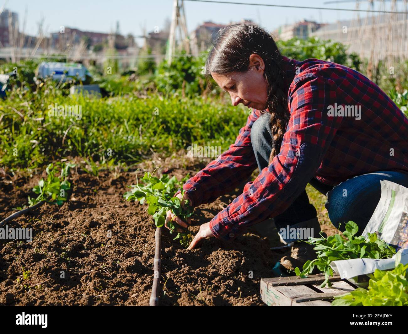 Young woman with red shirt gardening in sunny urban garden; concept: sustainable authentic lifestyle Stock Photo