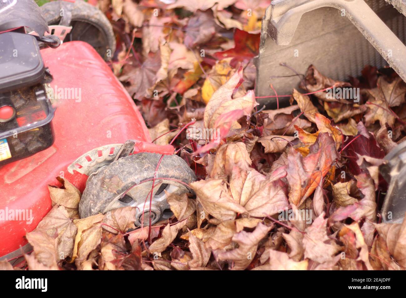 garden tools for collecting leaves Stock Photo