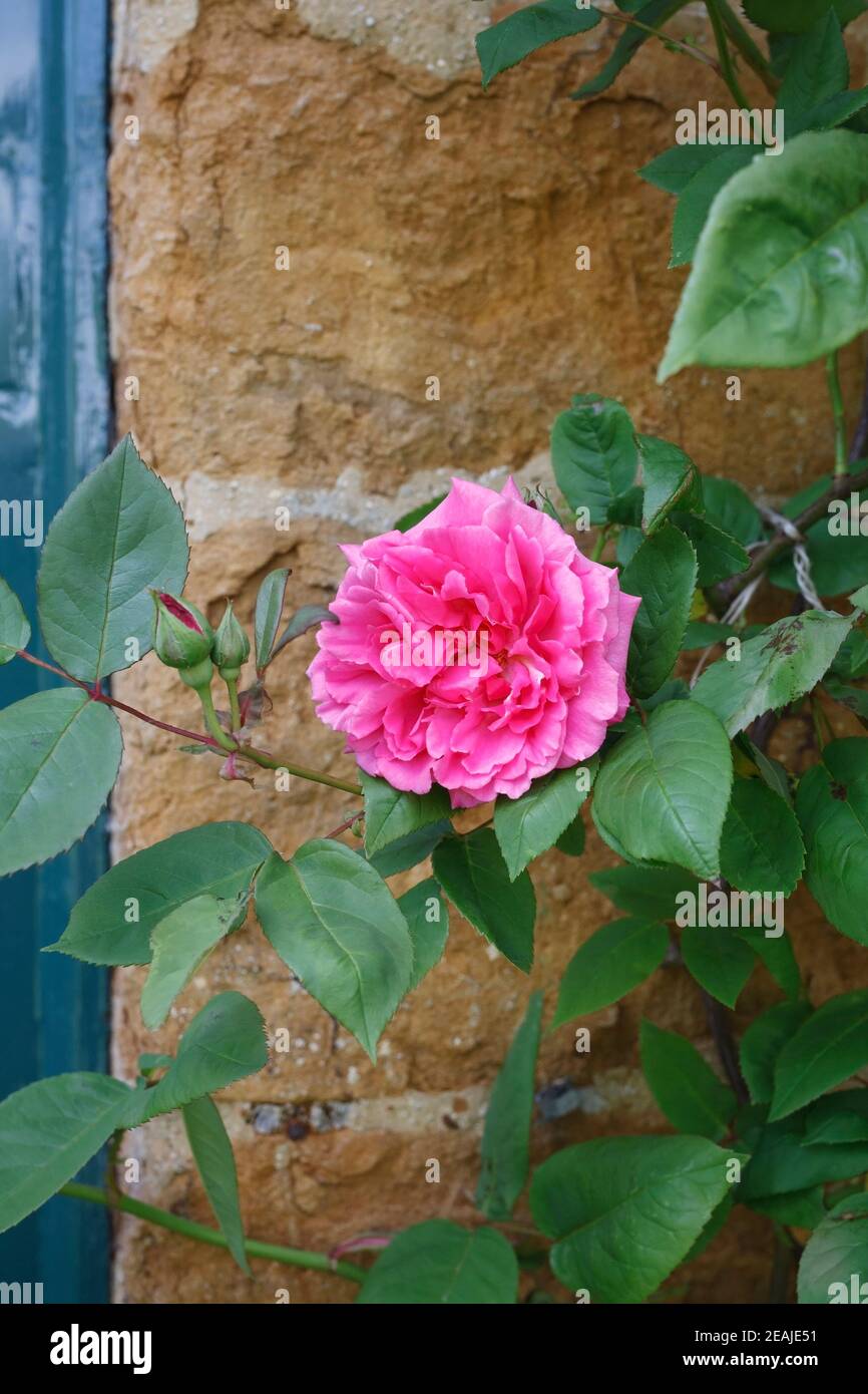 Rosa. Climbing Pink Rose growing against an ironstone wall. Stock Photo