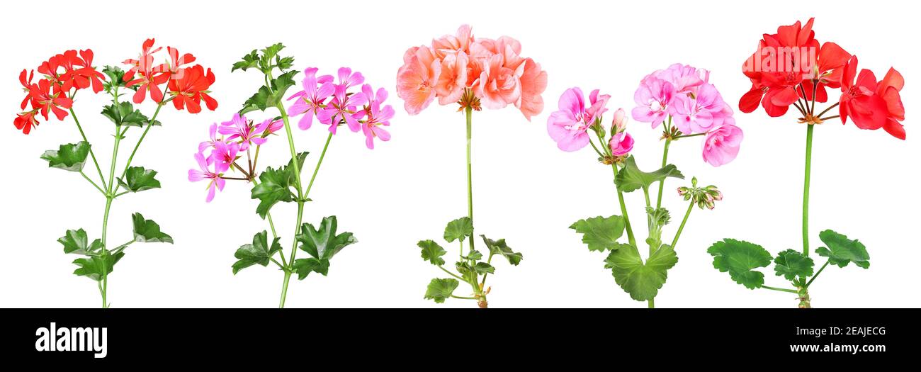 Various hanging and standing geraniums Stock Photo