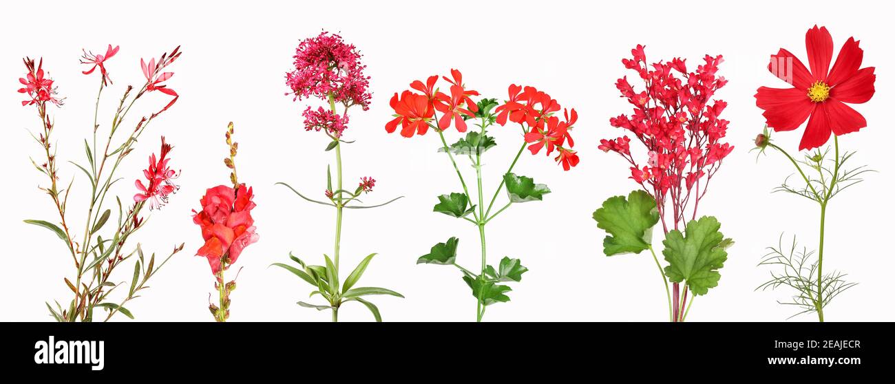 Selection of red garden flowers Stock Photo