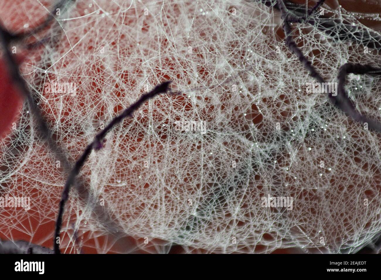 Raindrops hung on the web. Stock Photo