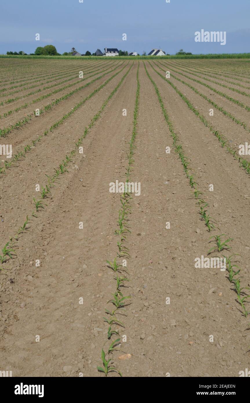 Corn field in Spring in Brittany Stock Photo - Alamy