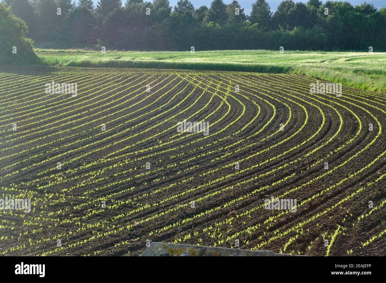 Corn field in Spring in Brittany Stock Photo - Alamy