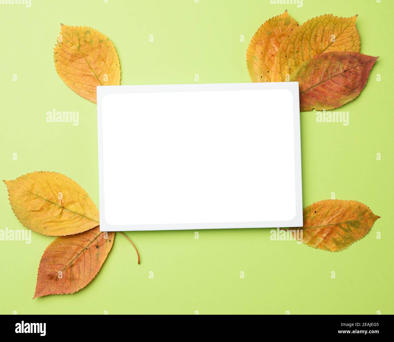yellow cherry leaves and blank frame template on green background Stock Photo