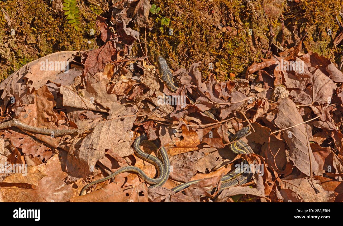 Garter Snakes Emerging From a Den on a Sunny Day Stock Photo Alamy