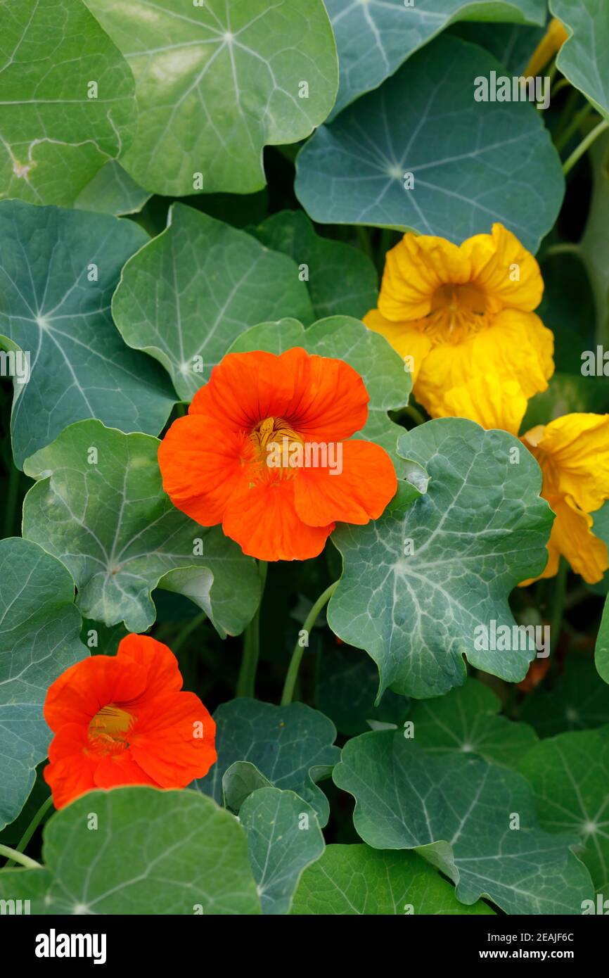 Tropaeolum majus. Nasturtiums in the garden. Stock Photo