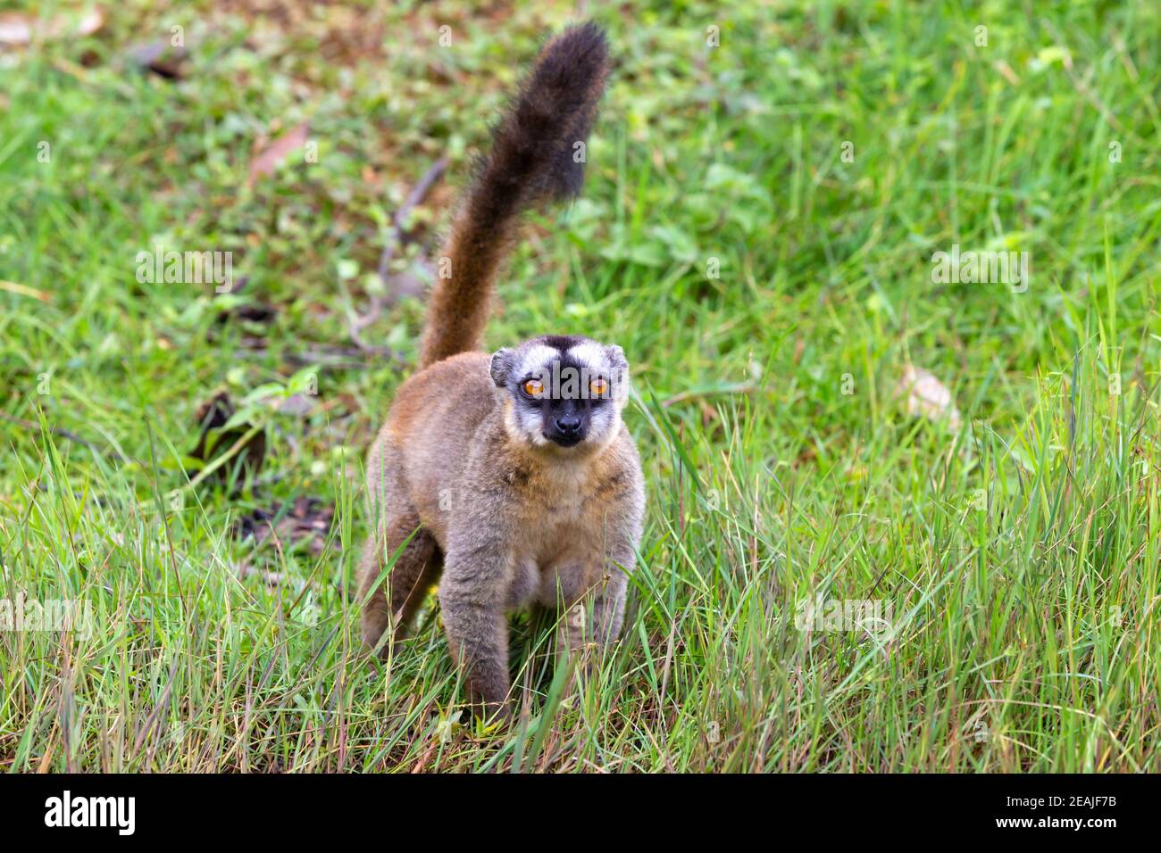 Brown lemurs play in the meadow and a tree trunk and are waiting for the visitors Stock Photo