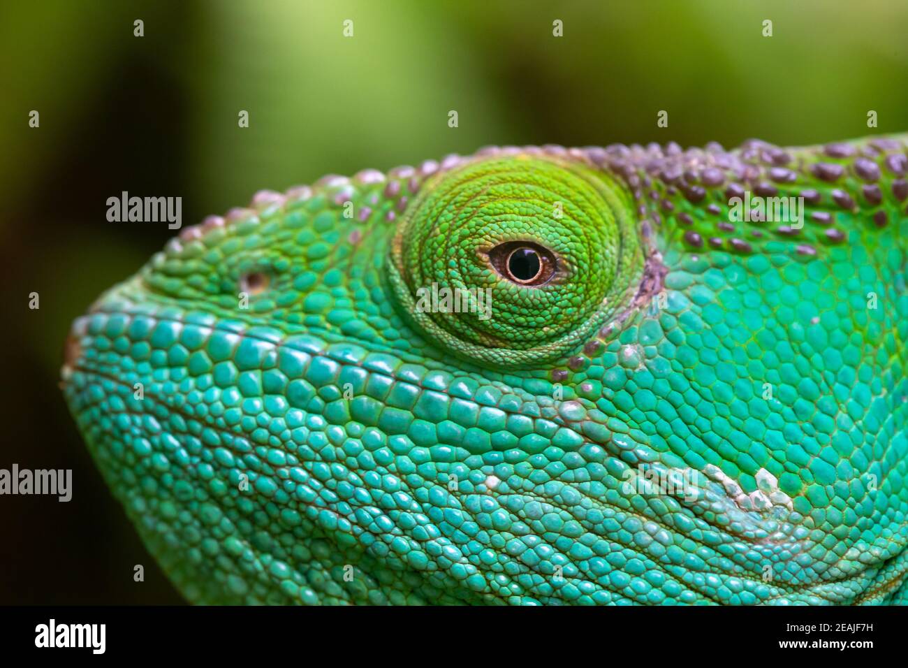 Close-up, macro shot of a green chameleon Stock Photo
