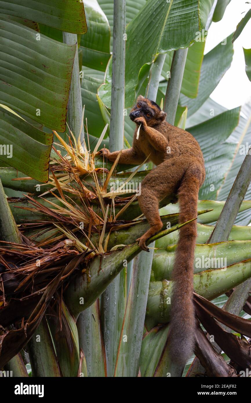 A red Vari Lemur on a banana plant Stock Photo - Alamy