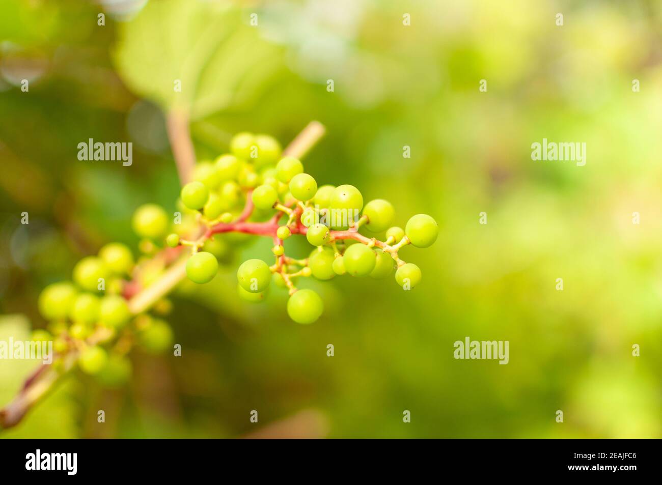 Fresh Grape Vine fruits Stock Photo Alamy