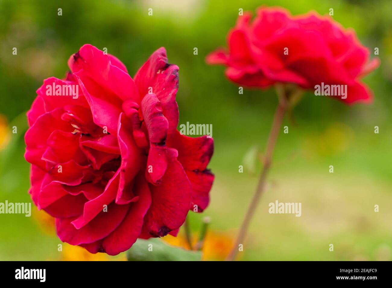 Climbing rose flower hi-res stock photography and images - Alamy