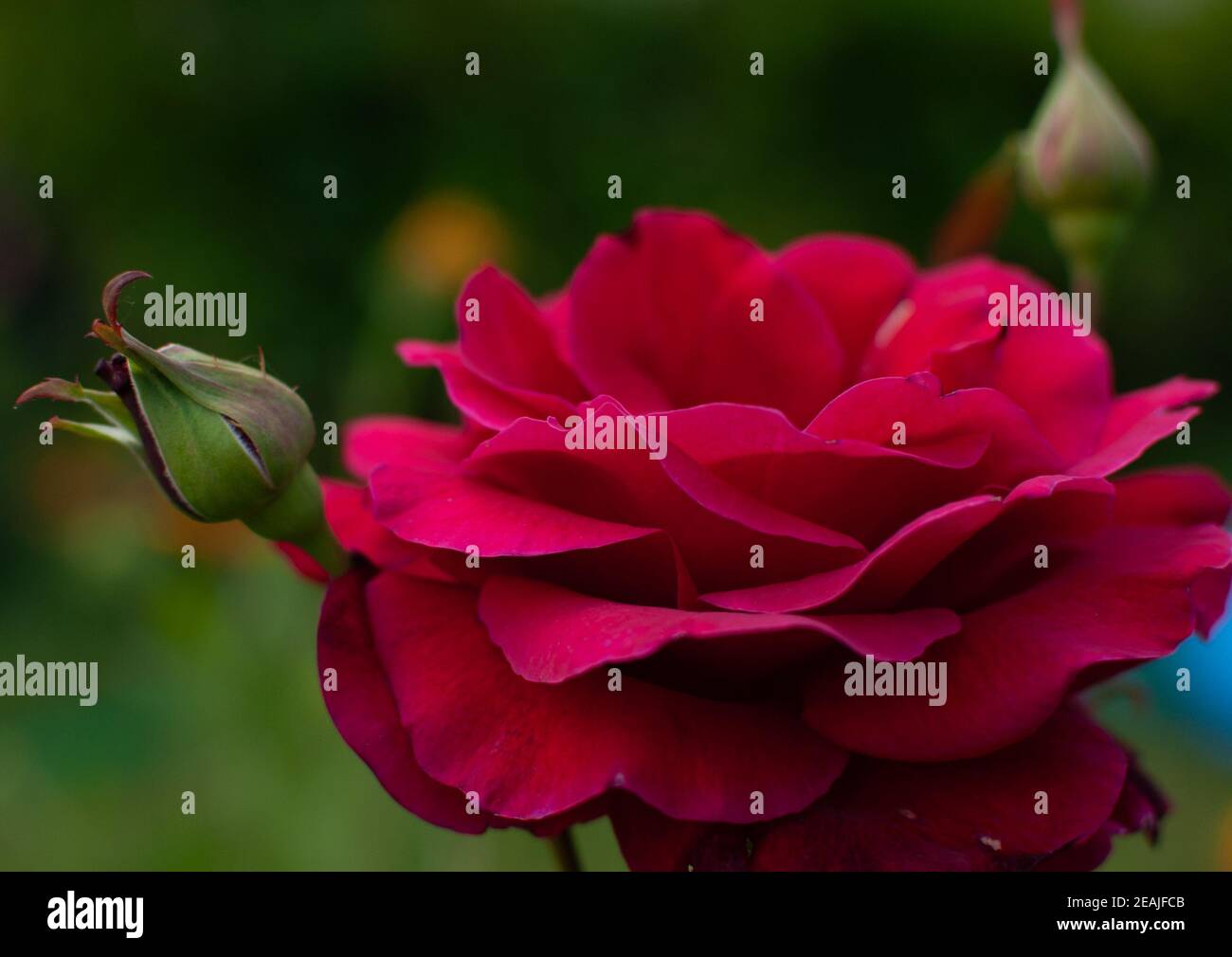 Climbing rose flower hi-res stock photography and images - Alamy