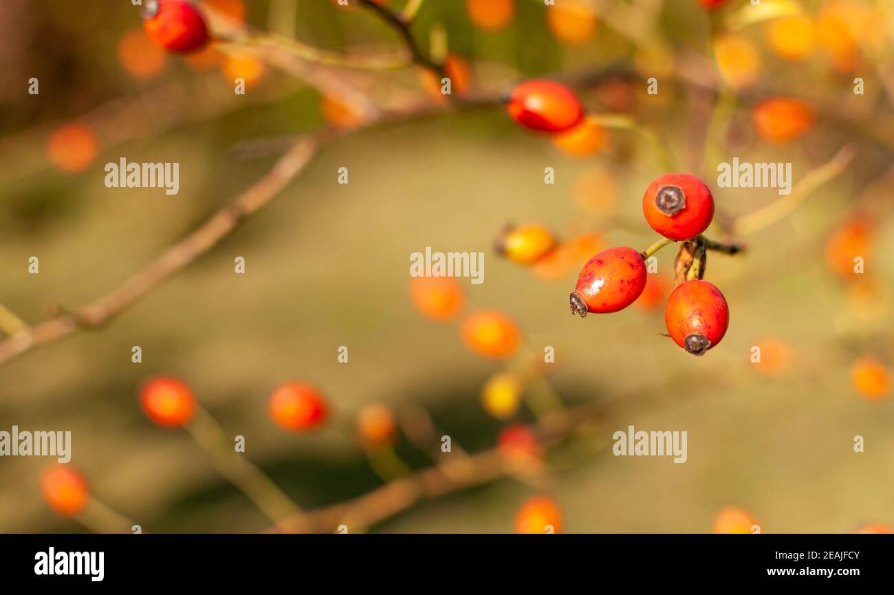 Rose Hip fruits Stock Photo Alamy