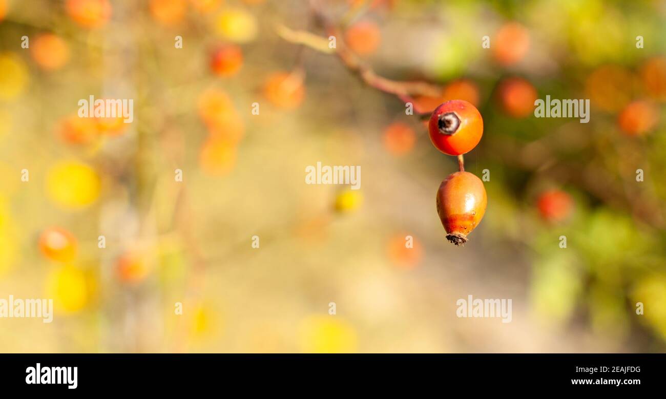 Rose Hip fruits Stock Photo Alamy