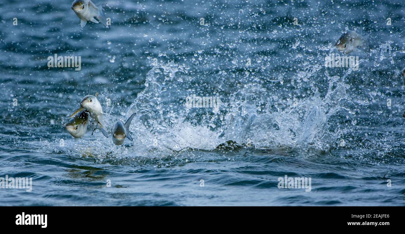 Jumping mullet fish hires stock photography and images Alamy