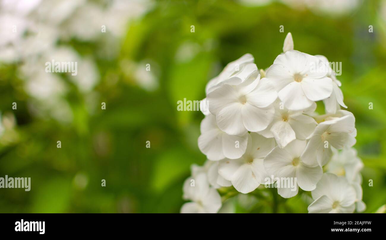White Garden Phlox flower. Stock Photo