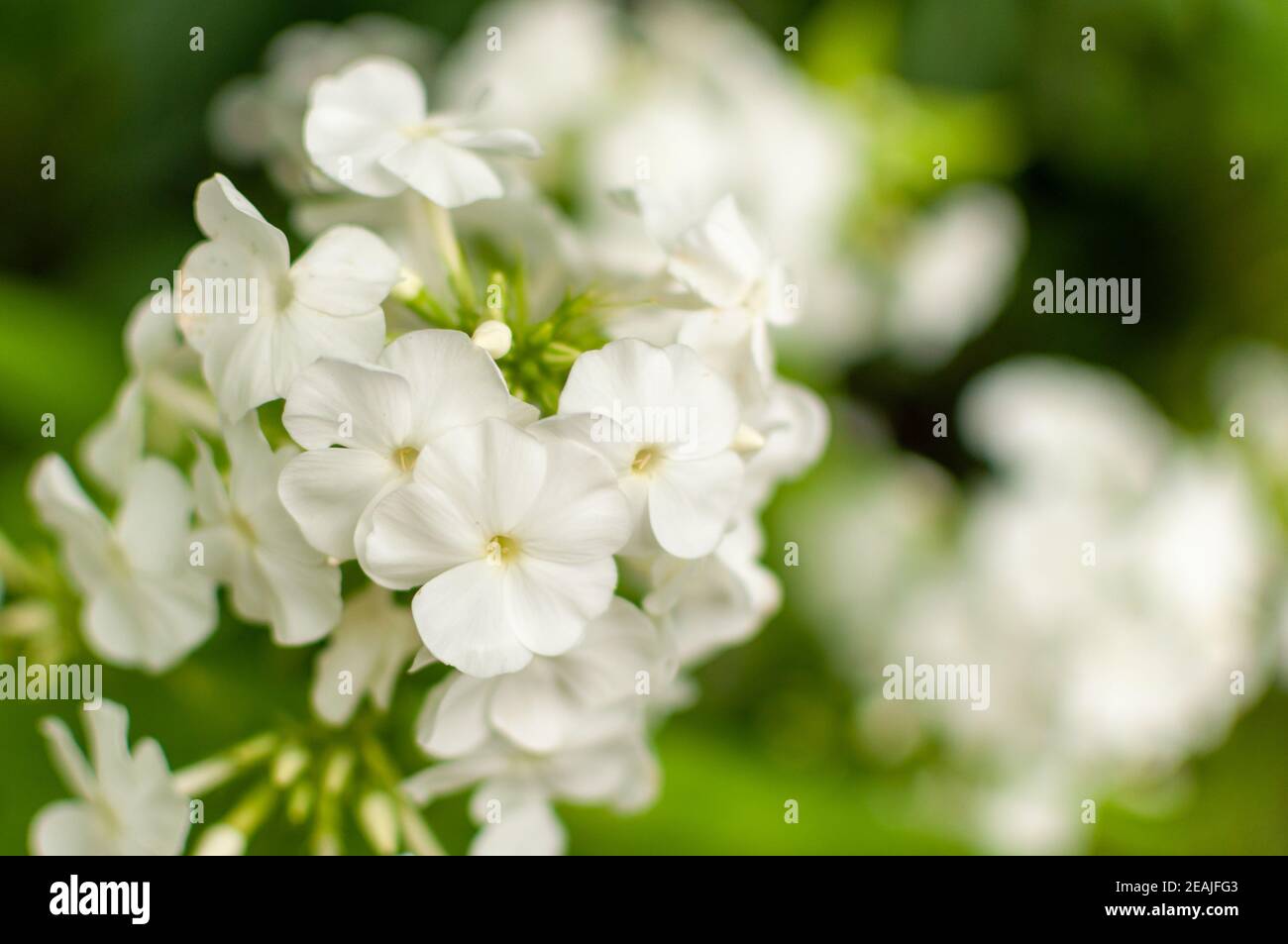 White Garden Phlox flower. Stock Photo