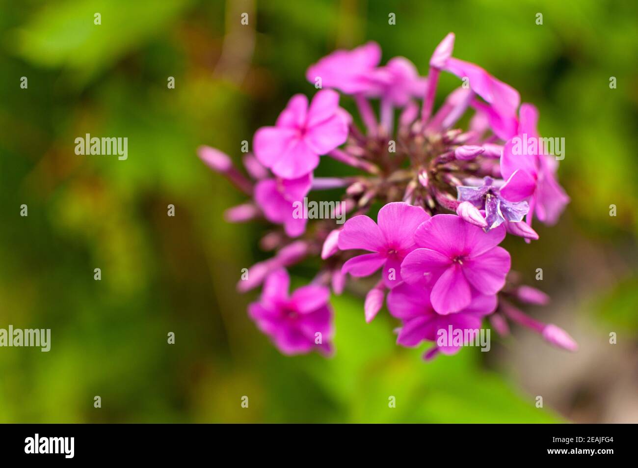 Pink Garden Phlox flower. Stock Photo