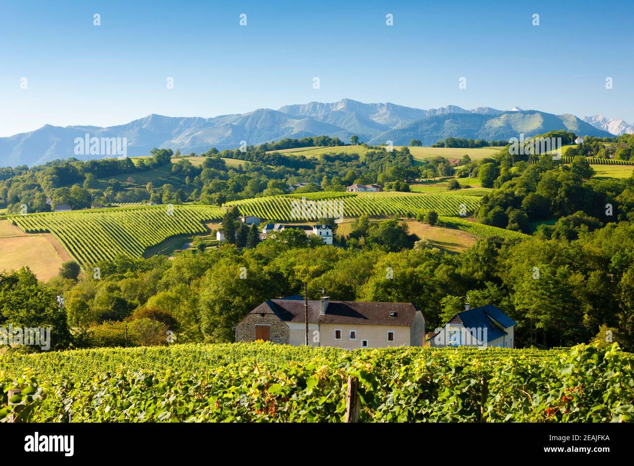 vineyard in south Jurancon, France Stock Photo