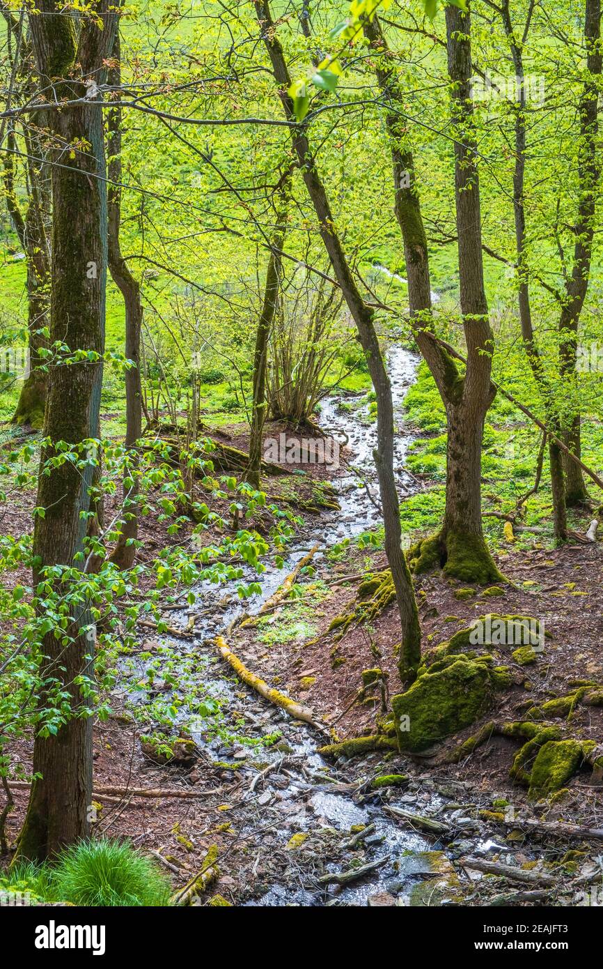 Winding stream in a forest in springtime Stock Photo - Alamy