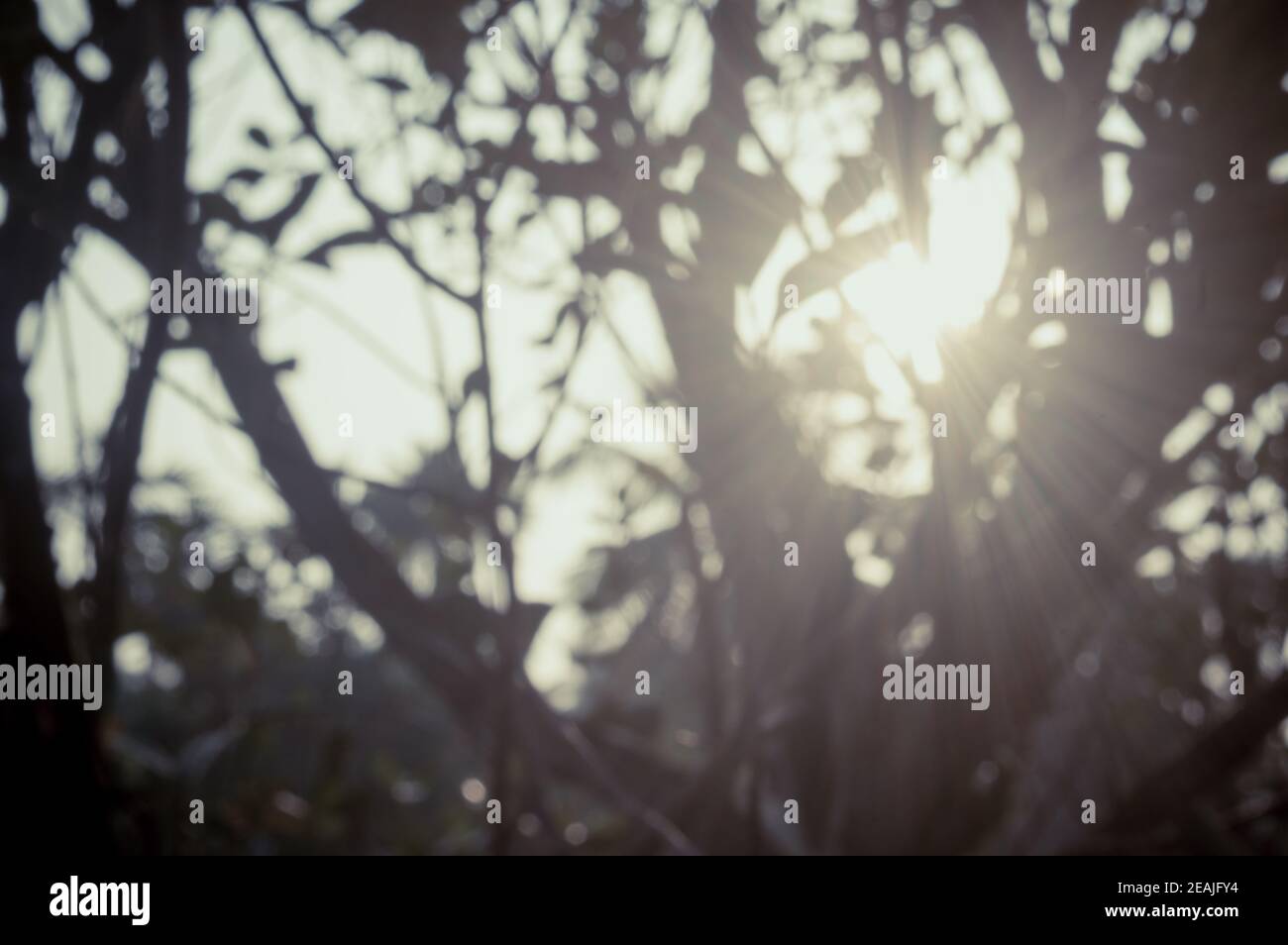 Morning Sunlight through tree leaves. Blur Forest Bush woodland environment in the foreground silhouette by back lit bright sunbeam. Beauty in nature Abstract Theme background image. Copy space. Stock Photo