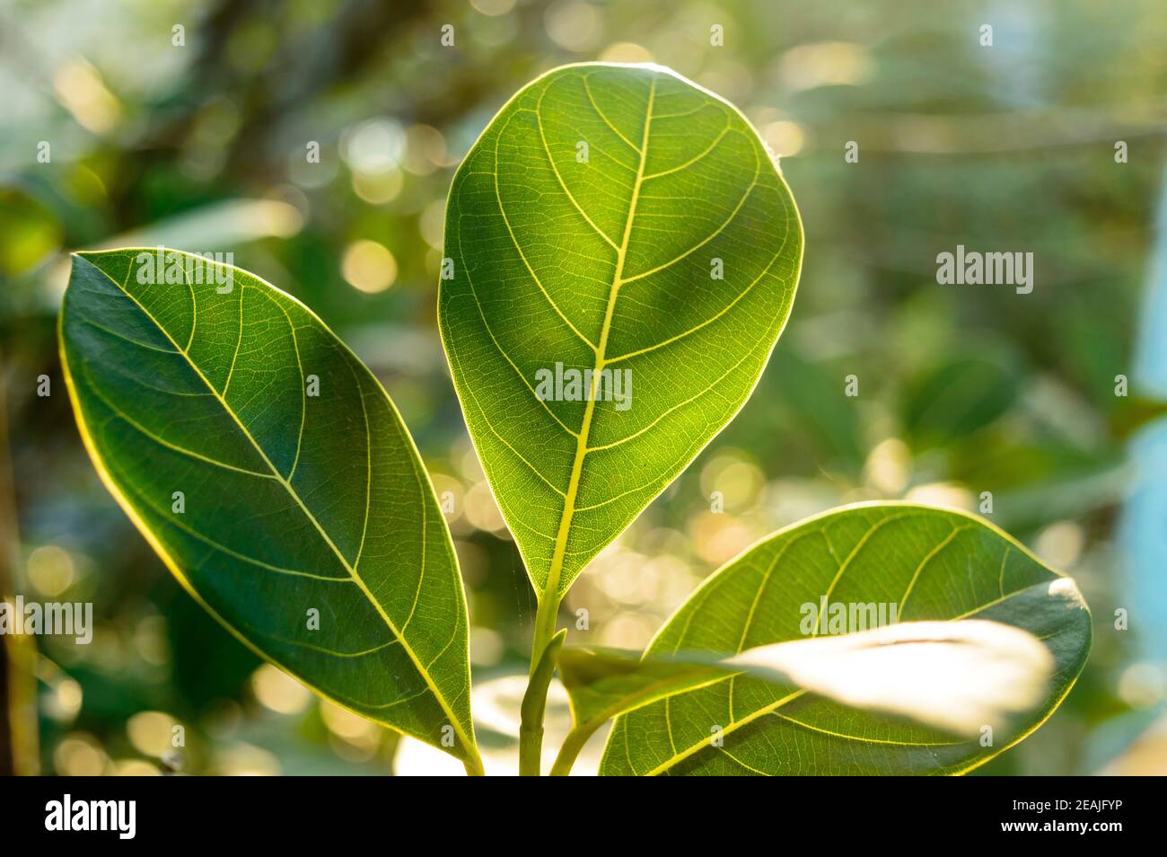 Green leaf absorbs morning sunlight. Leaves of a plant closeup with