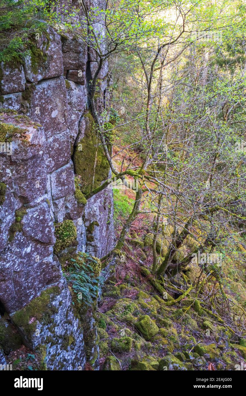 Steep rock face in a woodland