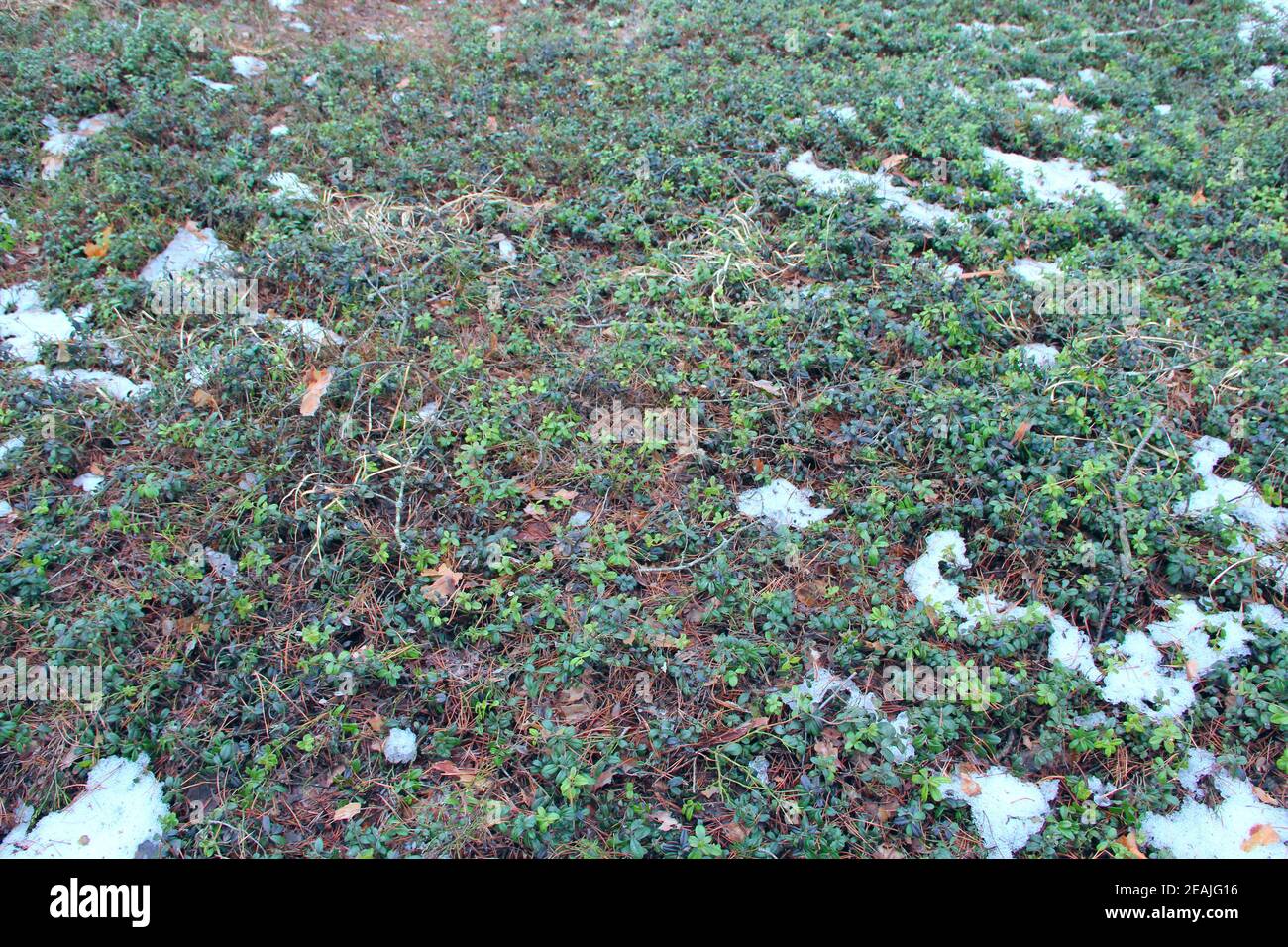 Vaccinium vitis-idaea under snow in spring forest Stock Photo