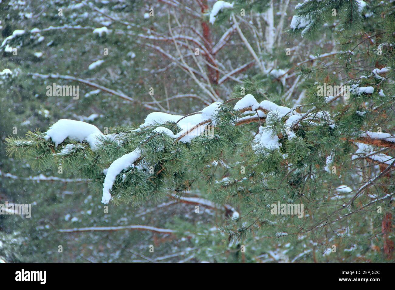Branches of pines covered by snow in forest Stock Photo - Alamy
