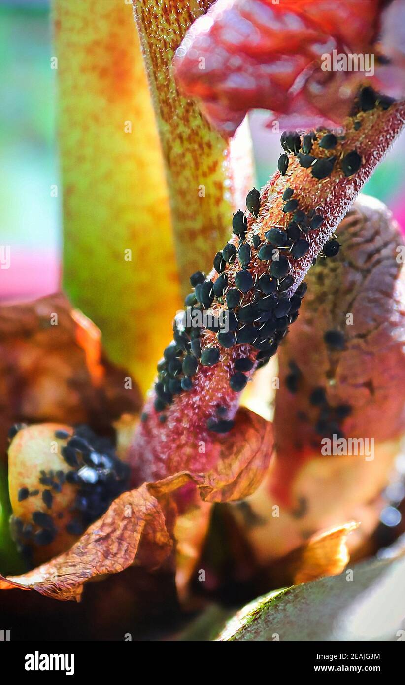 Macro view of aphids infesting a plant stem Stock Photo