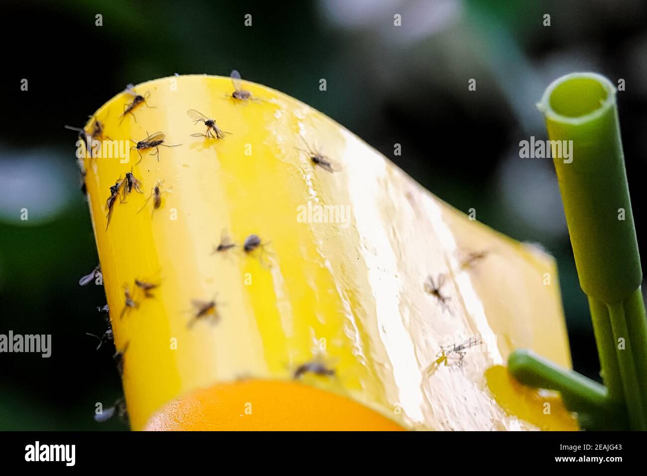 Macro view of fungus gnats stuck to a yellow sticky trap Stock Photo - Alamy
