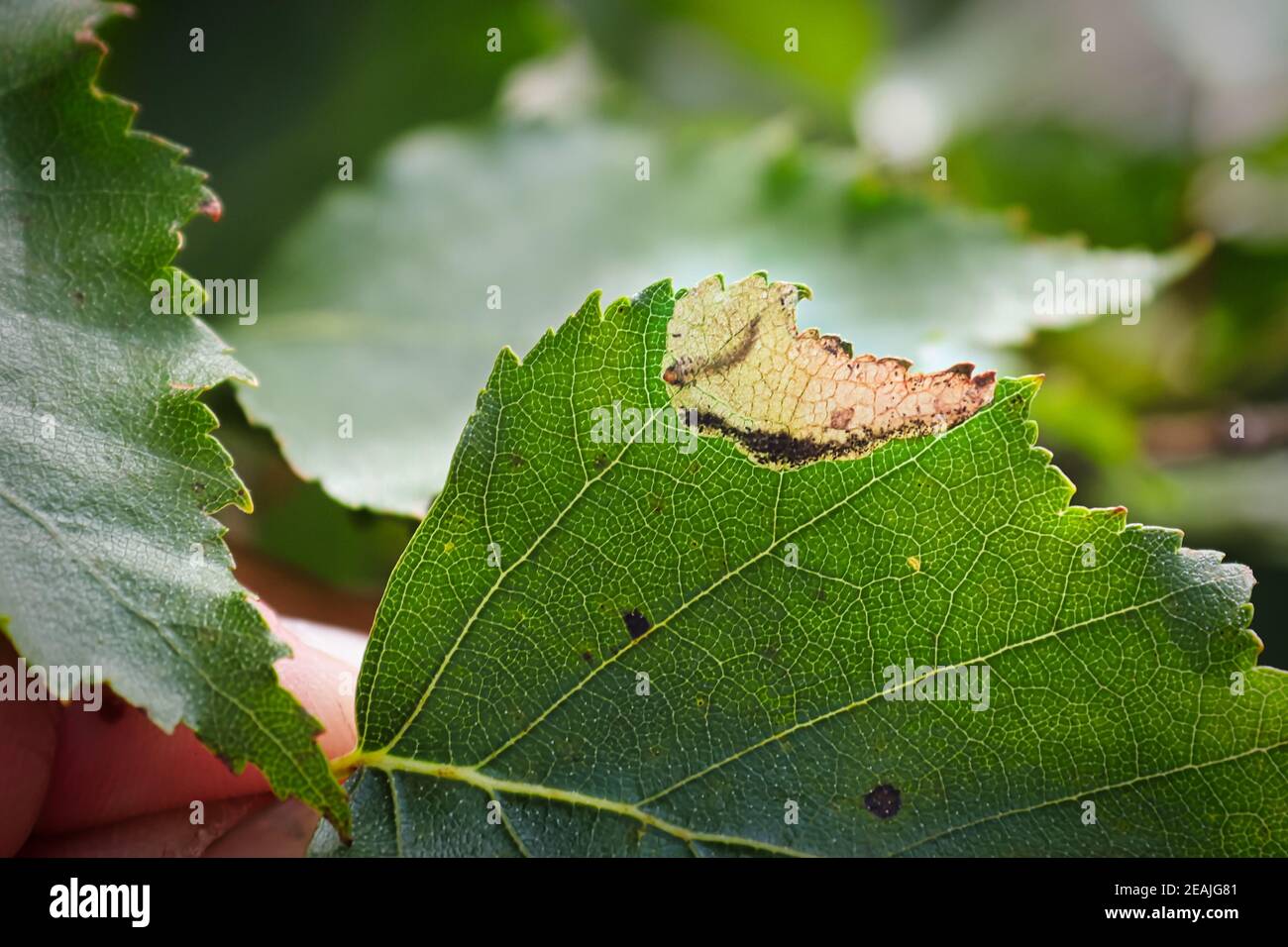 The edge of a birch leaf with a leafminer pocket Stock Photo