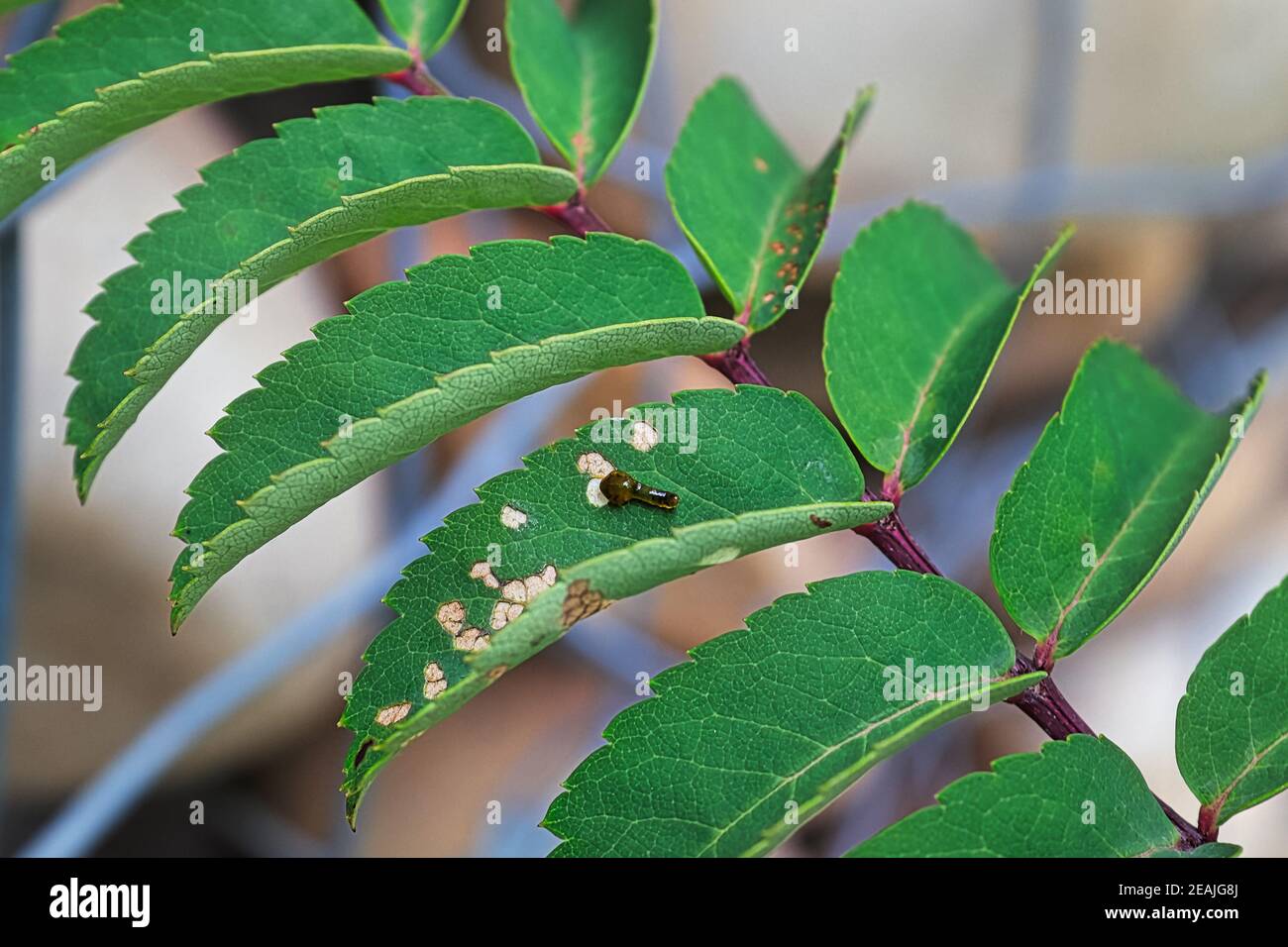 Closeup of a small pear slug damaging leaves Stock Photo