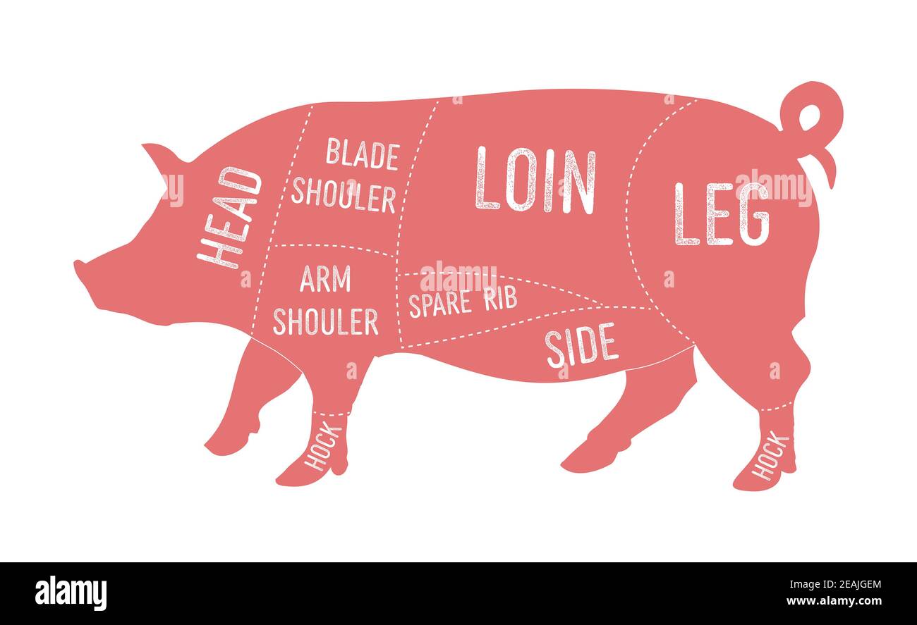 American primal pork meat cuts diagram Stock Photo