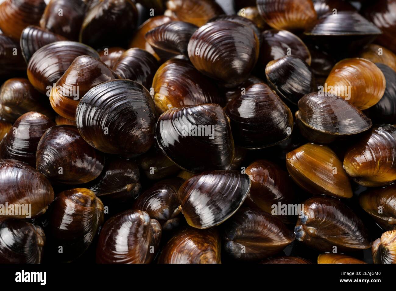 A freshwater clam placed across the screen Stock Photo