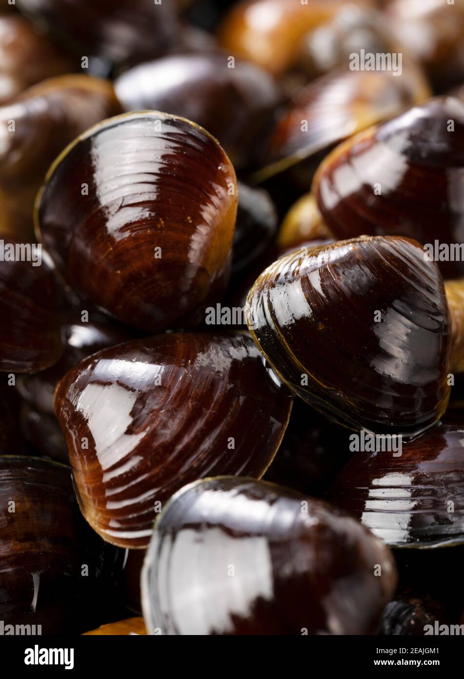 freshwater clam