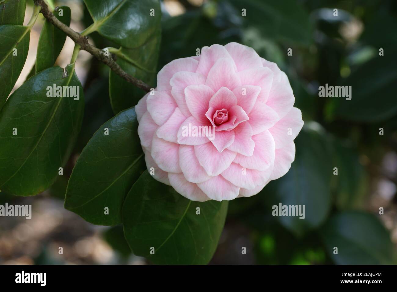 Camellia flowering at Clyne gardens, Swansea, Wales, UK. Stock Photo