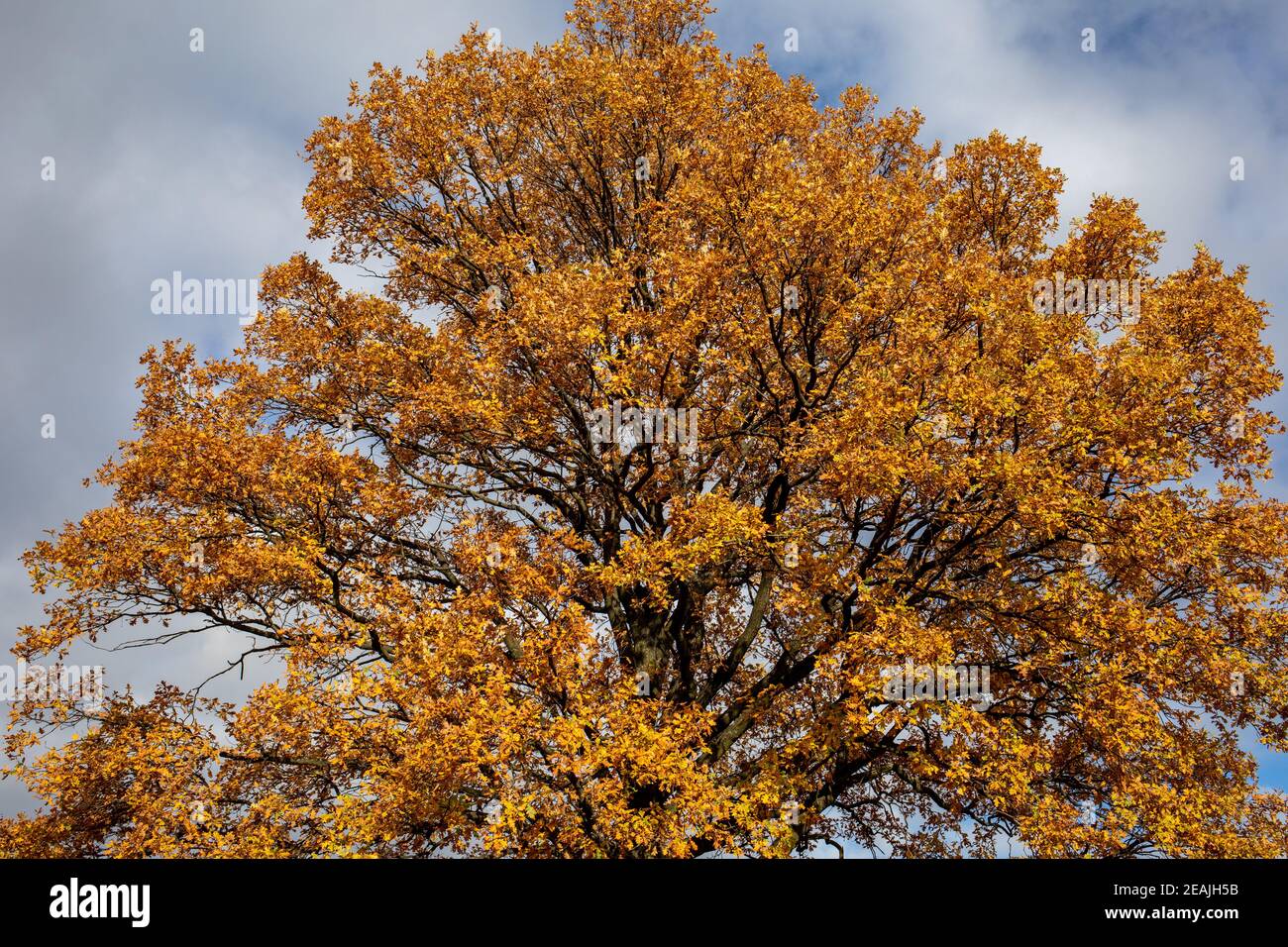 Oak tree ecosystem hi-res stock photography and images - Alamy