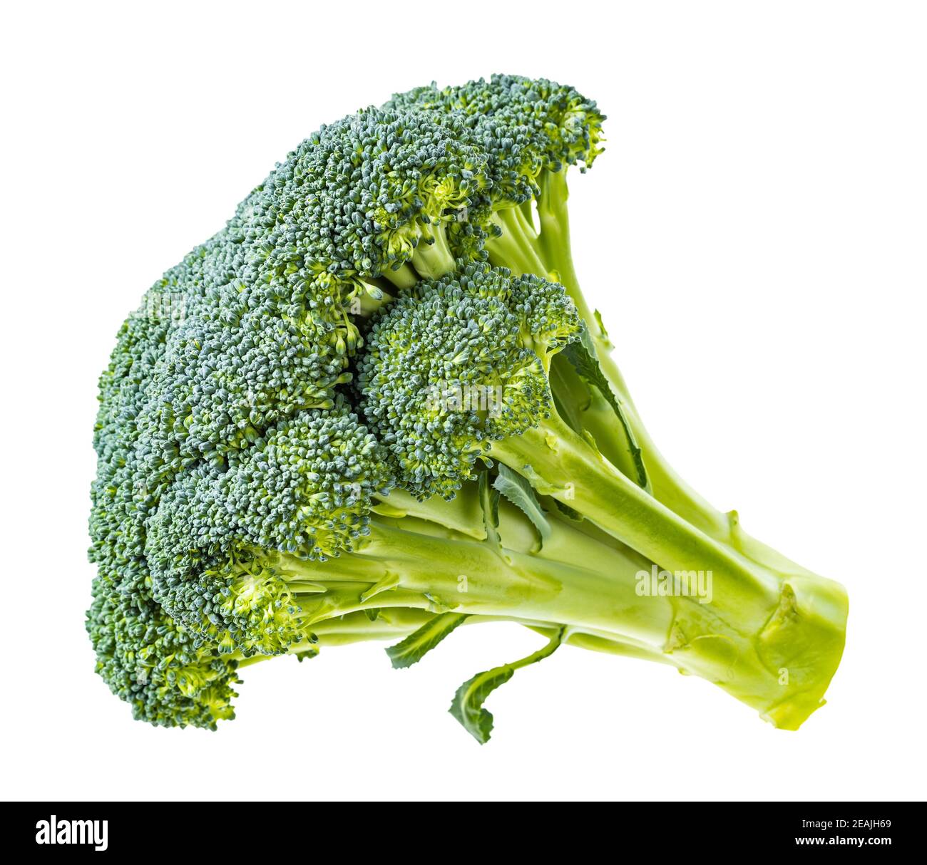 side view of piece of fresh Broccoli isolated Stock Photo