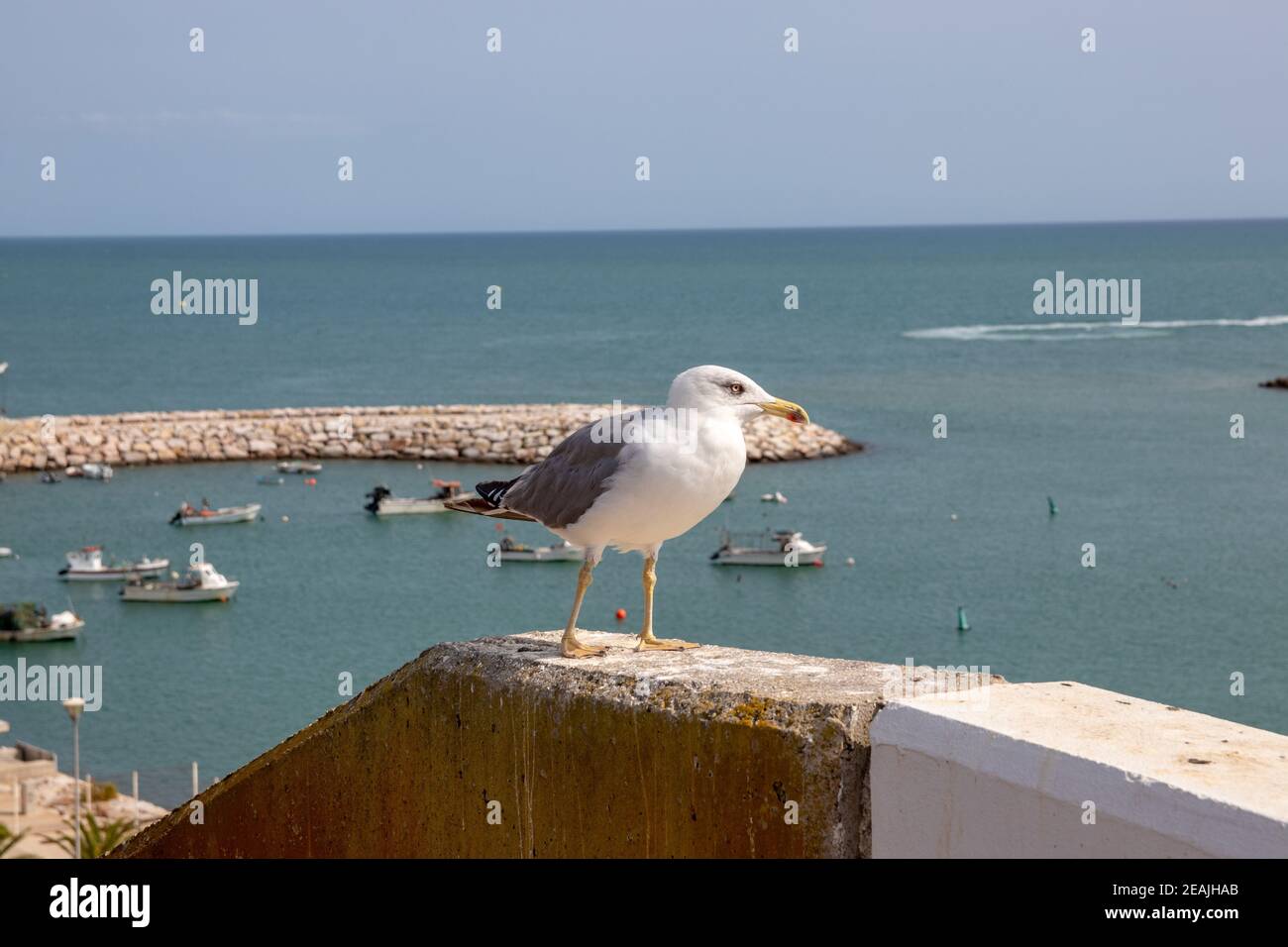 Selective focus on a European herring gull (Larus argentatus) on a wall at Algarve coast in Portugal. It is the most-known of all gulls along the shores of western europe. Stock Photo