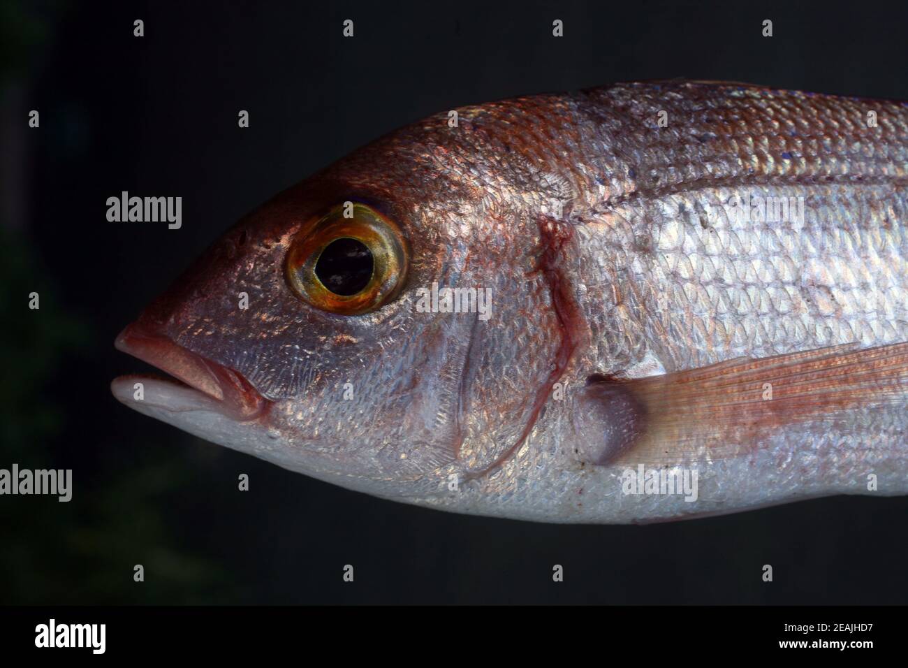Common sea bream fish Stock Photo
