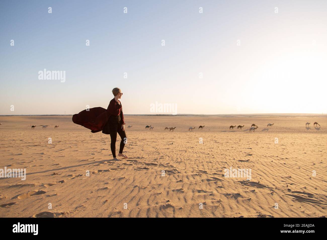Young caucasian woman with dark red abaya in the Salisil desert in Saudi Arabia with camels in background Stock Photo