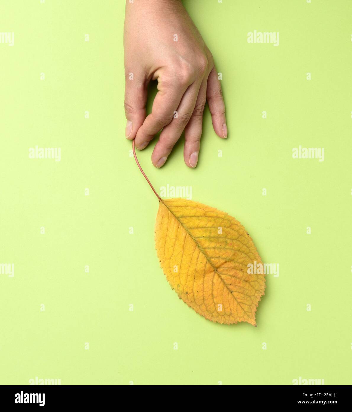 female hand holding a yellow cherry leaf on a green background Stock Photo
