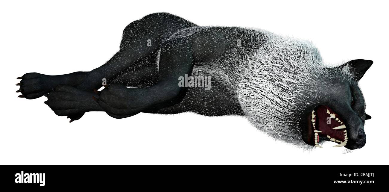 3D Rendering Black Wolf on White Stock Photo
