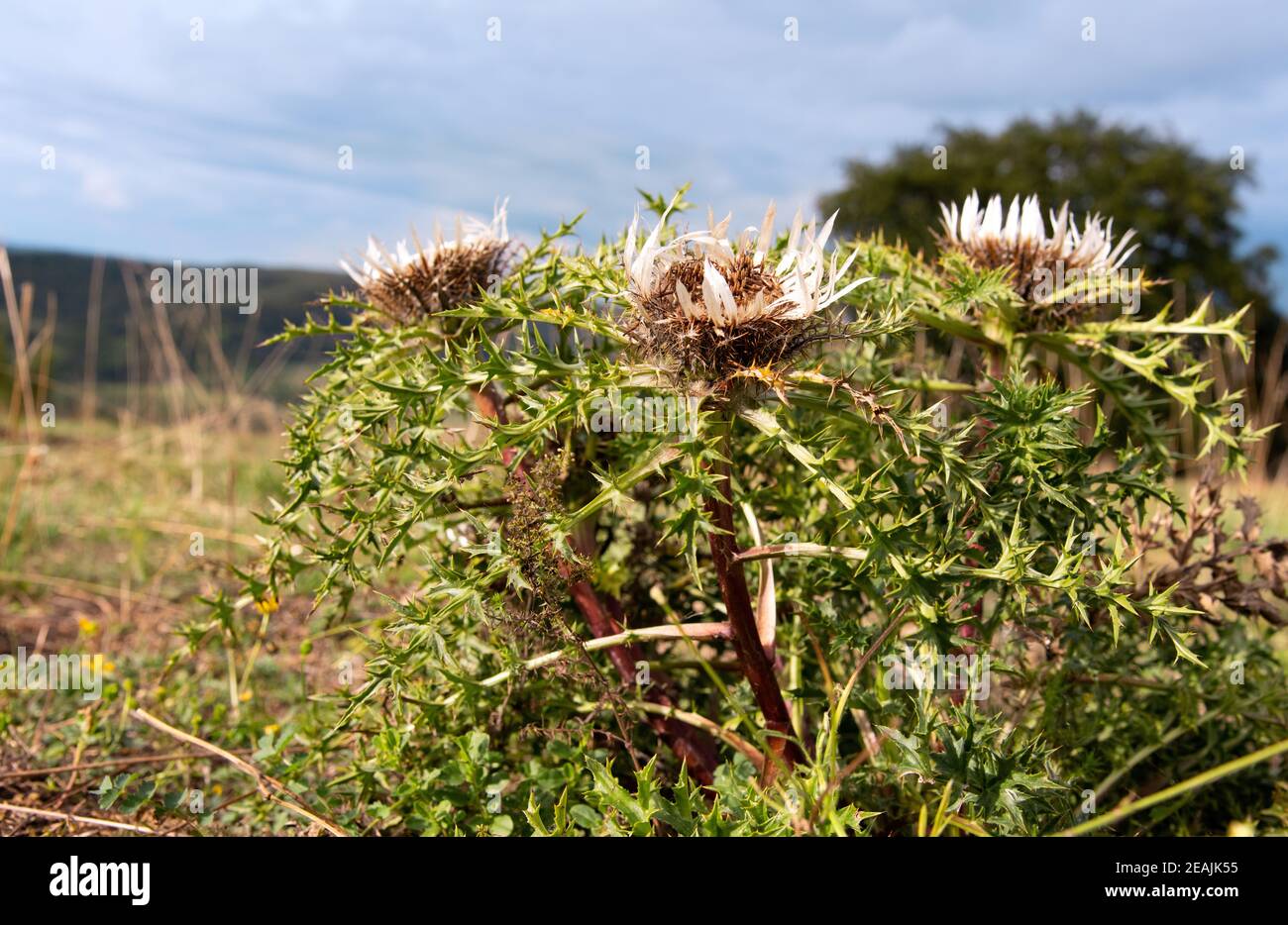 silver thistle on the meadow Stock Photo